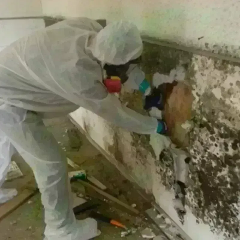 Mold Remediation and Removal in Roscoe, TX